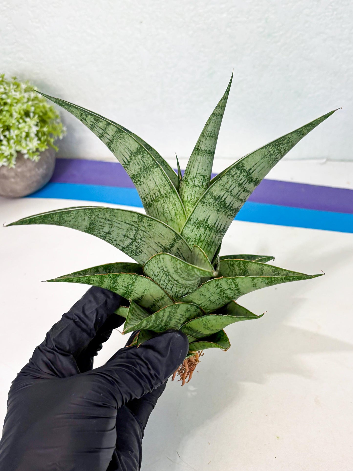 Sansevieria Zahk (ha7) (1) | Only For Advanced Collectors!