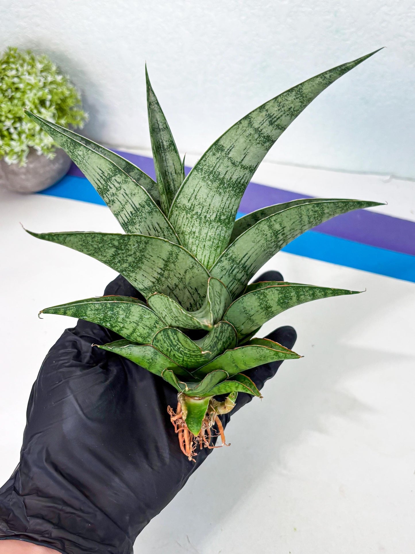 Sansevieria Zahk (ha7) (1) | Only For Advanced Collectors!