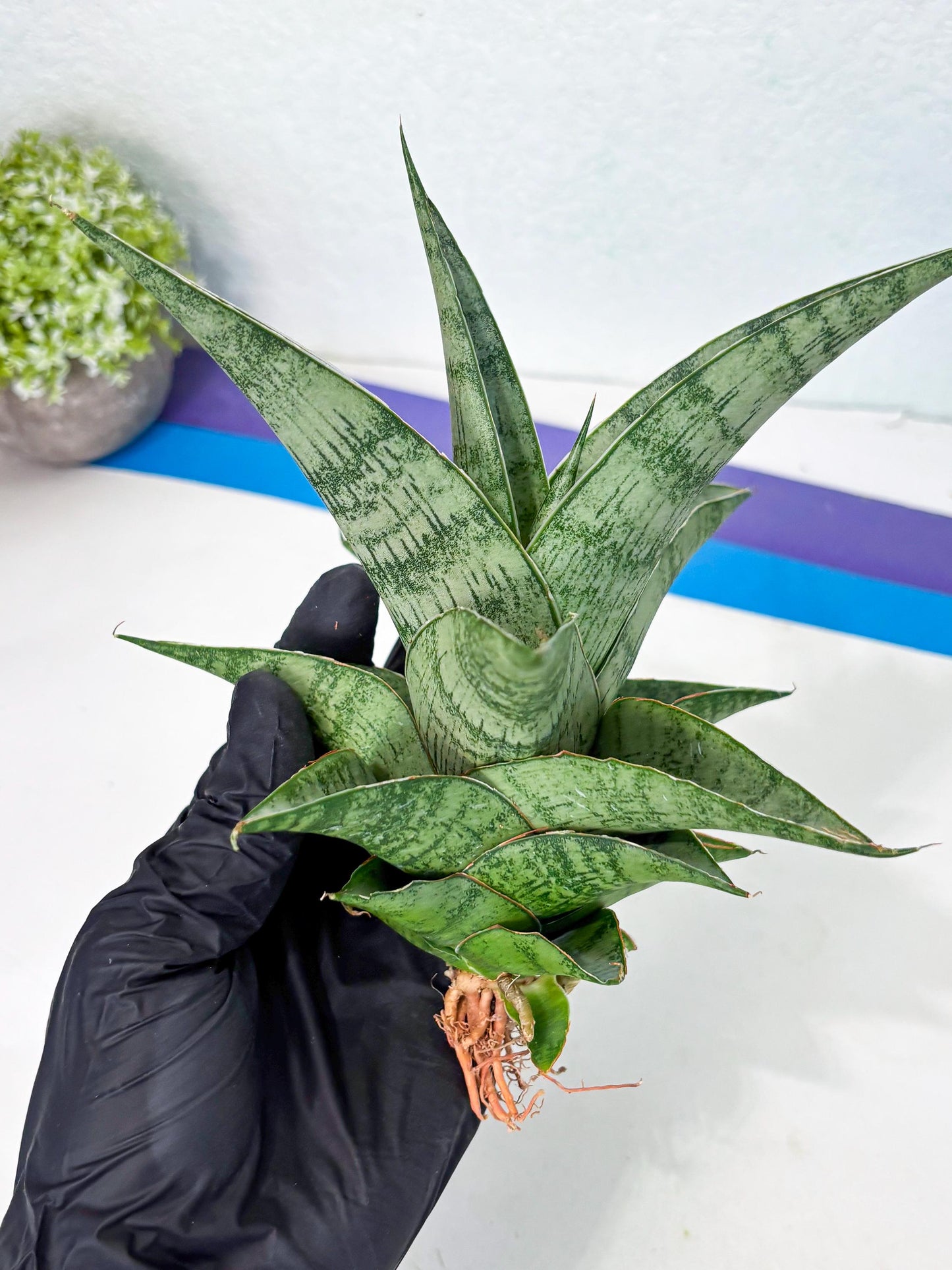 Sansevieria Zahk (ha7) (1) | Only For Advanced Collectors!