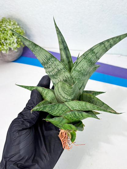 Sansevieria Zahk (ha7) (1) | Only For Advanced Collectors!