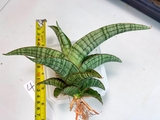 Sansevieria Azura x Marsha (ha7) (4) | Only For Advanced Collectors!