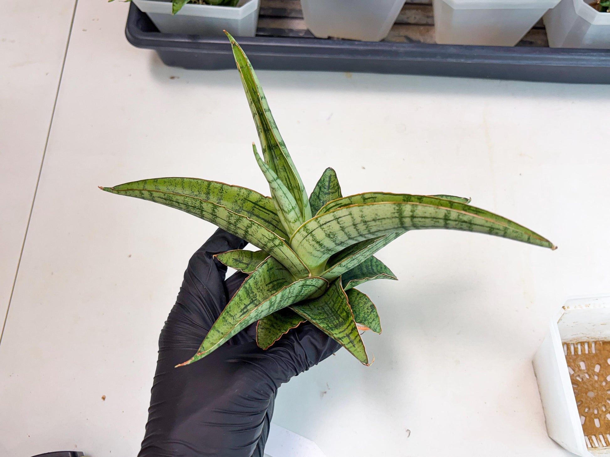 Sansevieria Azura x Marsha (ha7) (4) | Only For Advanced Collectors!