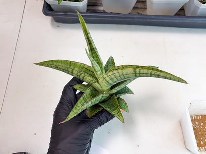 Sansevieria Azura x Marsha (ha7) (4) | Only For Advanced Collectors!