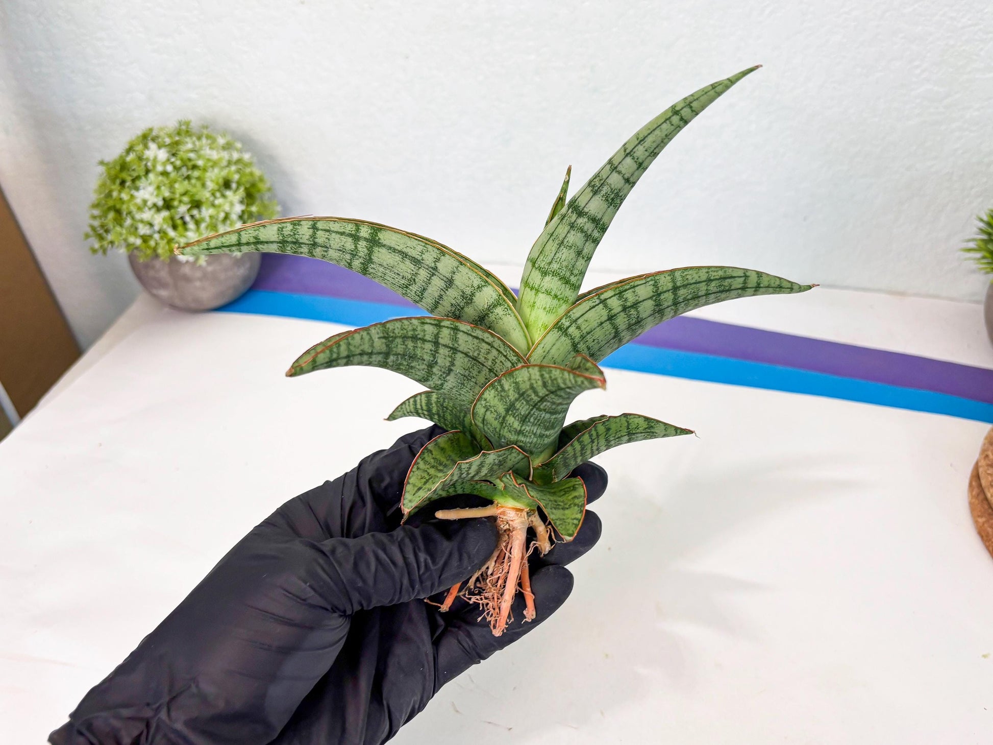 Sansevieria Azura x Marsha (ha7) (4) | Only For Advanced Collectors!