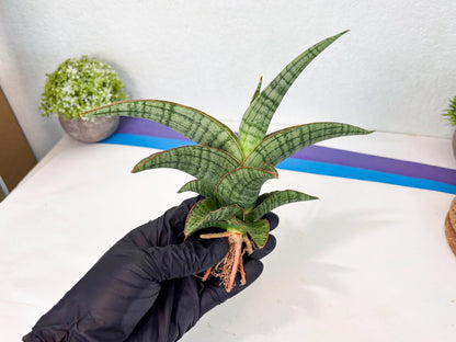 Sansevieria Azura x Marsha (ha7) (4) | Only For Advanced Collectors!