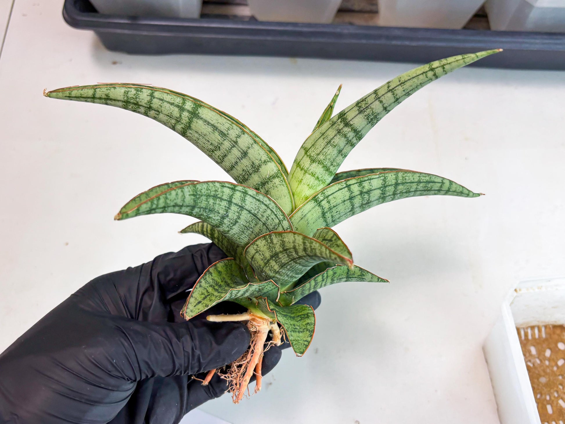 Sansevieria Azura x Marsha (ha7) (4) | Only For Advanced Collectors!