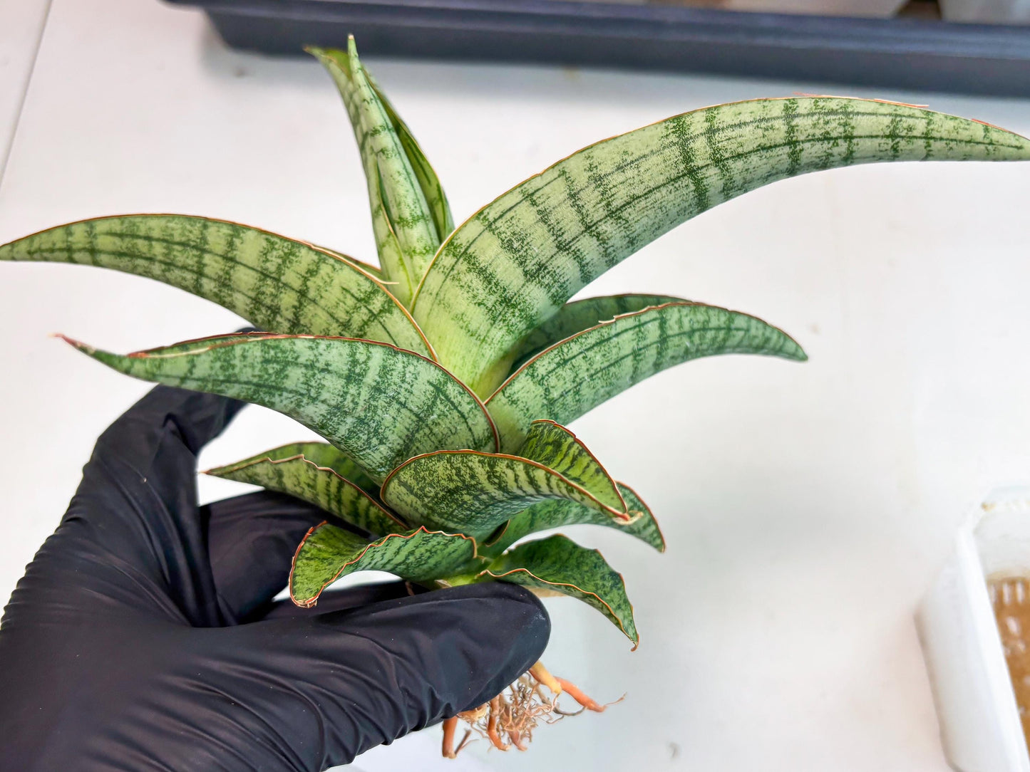 Sansevieria Azura x Marsha (ha7) (4) | Only For Advanced Collectors!