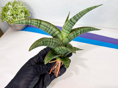 Sansevieria Azura x Marsha (ha7) (4) | Only For Advanced Collectors!