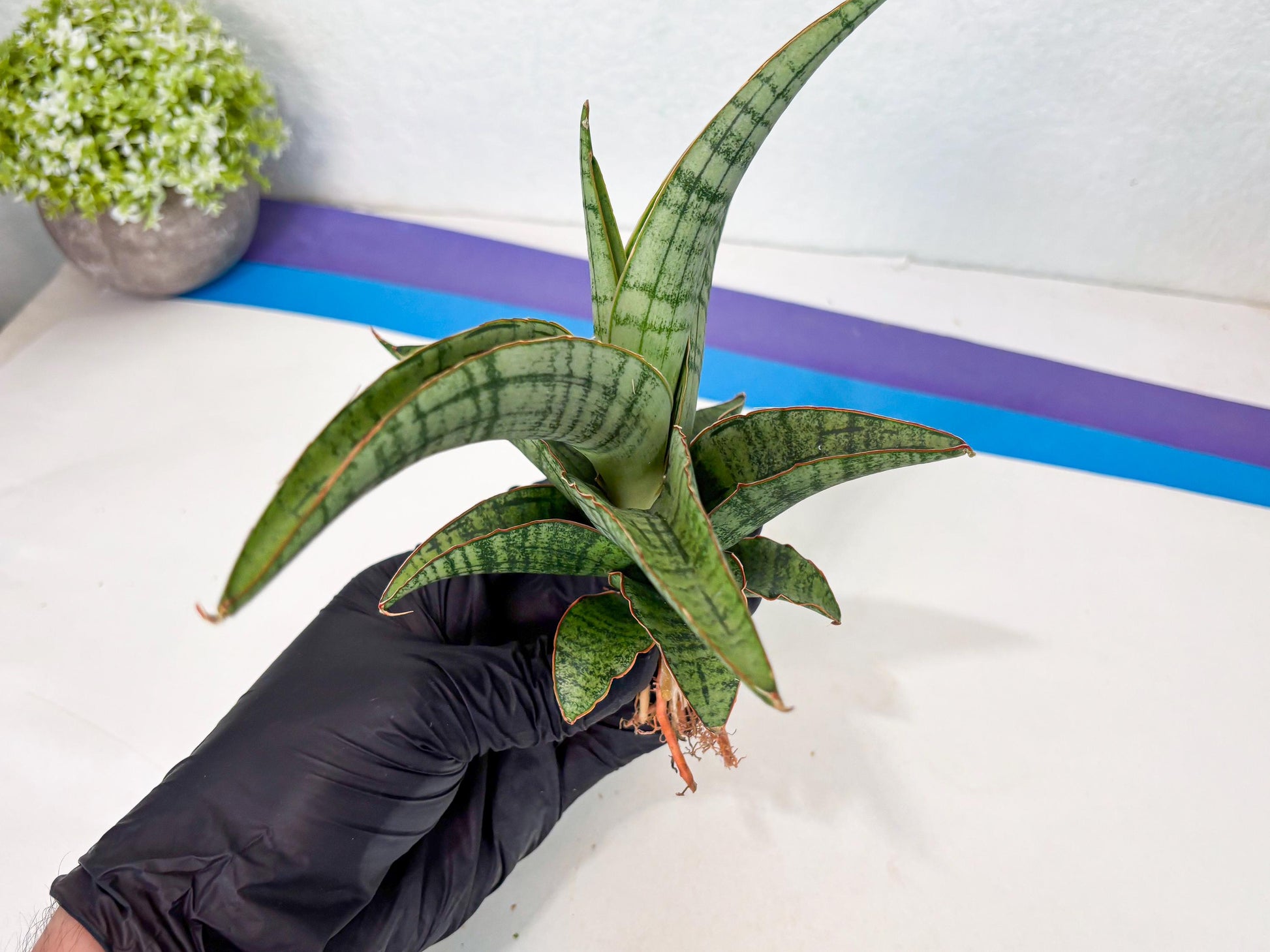 Sansevieria Azura x Marsha (ha7) (4) | Only For Advanced Collectors!