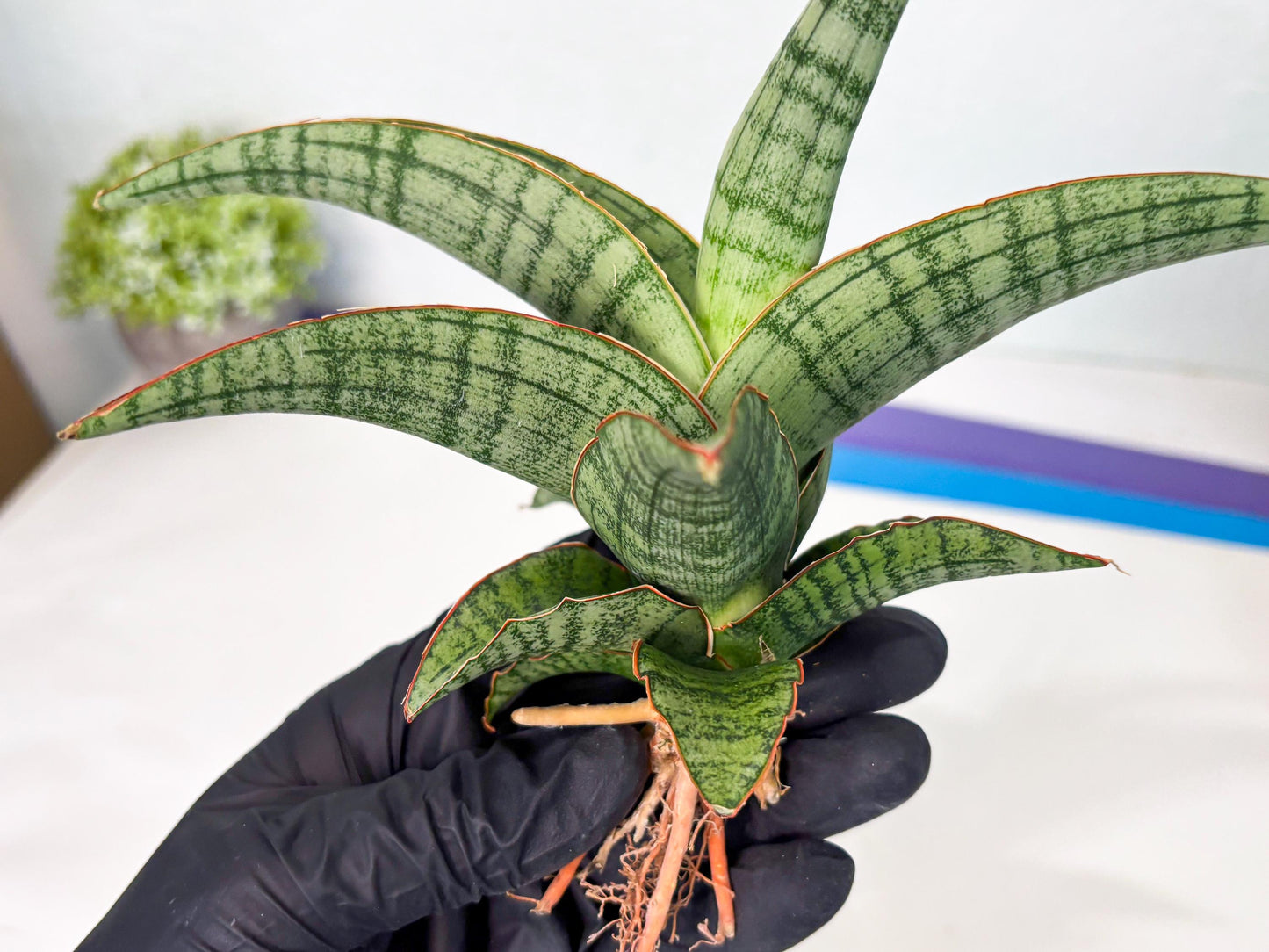 Sansevieria Azura x Marsha (ha7) (4) | Only For Advanced Collectors!