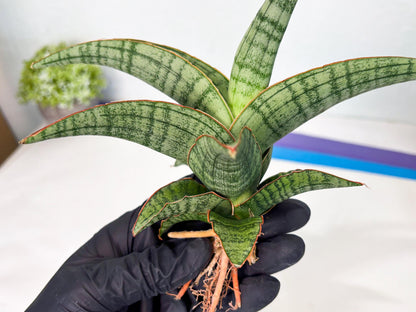 Sansevieria Azura x Marsha (ha7) (4) | Only For Advanced Collectors!