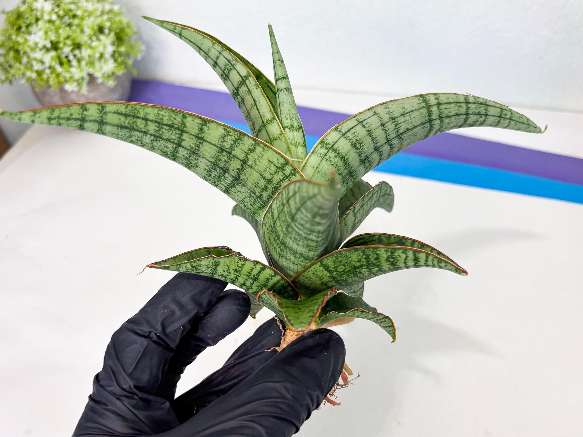 Sansevieria Azura x Marsha (ha7) (4) | Only For Advanced Collectors!