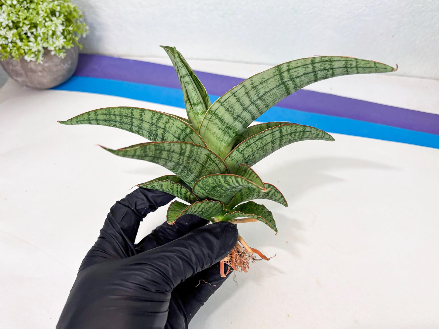 Sansevieria Azura x Marsha (ha7) (4) | Only For Advanced Collectors!