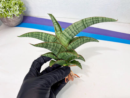 Sansevieria Azura x Marsha (ha7) (4) | Only For Advanced Collectors!