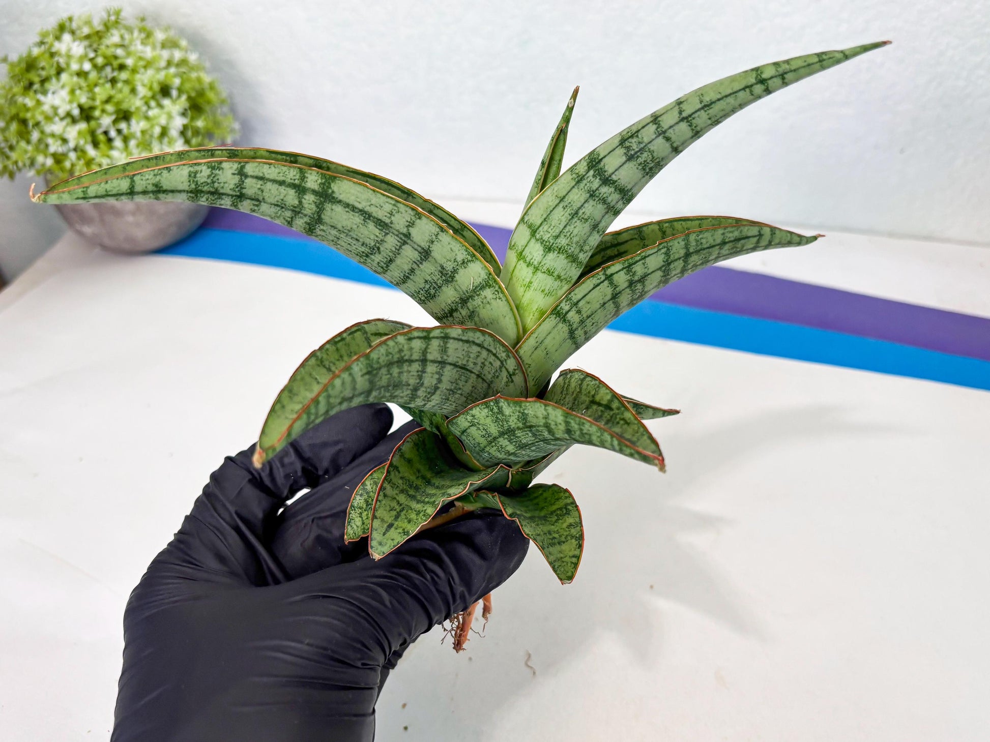 Sansevieria Azura x Marsha (ha7) (4) | Only For Advanced Collectors!