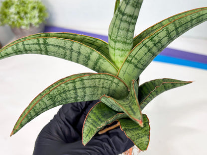 Sansevieria Azura x Marsha (ha7) (4) | Only For Advanced Collectors!