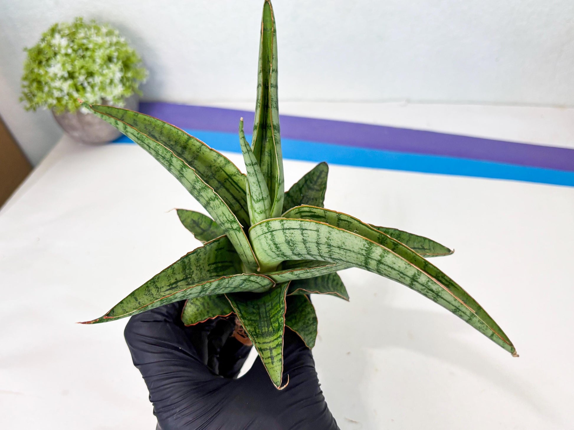 Sansevieria Azura x Marsha (ha7) (4) | Only For Advanced Collectors!