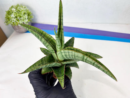 Sansevieria Azura x Marsha (ha7) (4) | Only For Advanced Collectors!