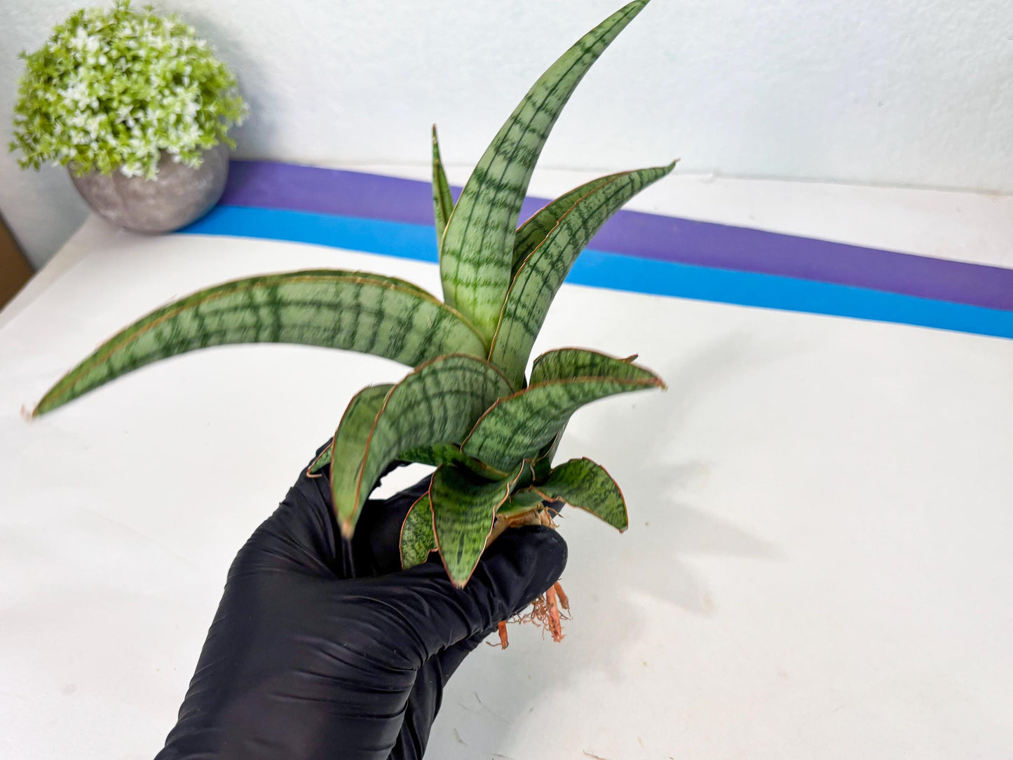 Sansevieria Azura x Marsha (ha7) (4) | Only For Advanced Collectors!