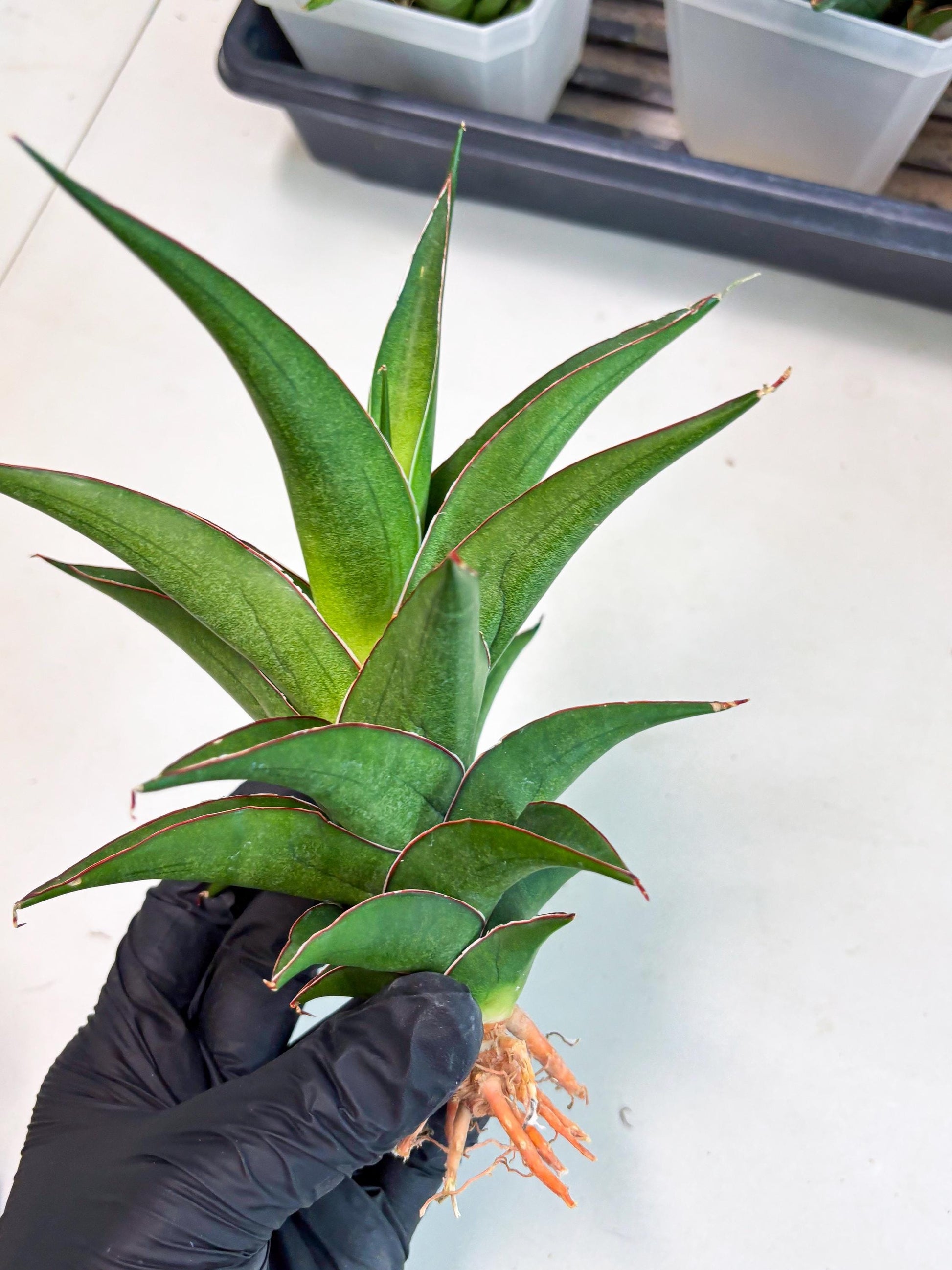 Sansevieria Agustus (ha7) (5) | Only For Advanced Collectors!