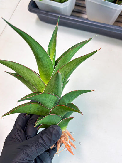 Sansevieria Agustus (ha7) (5) | Only For Advanced Collectors!