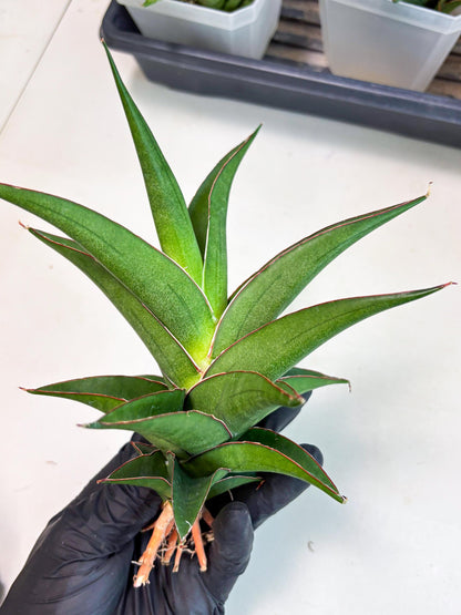 Sansevieria Agustus (ha7) (5) | Only For Advanced Collectors!