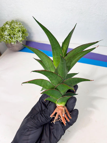 Sansevieria Agustus (ha7) (5) | Only For Advanced Collectors!