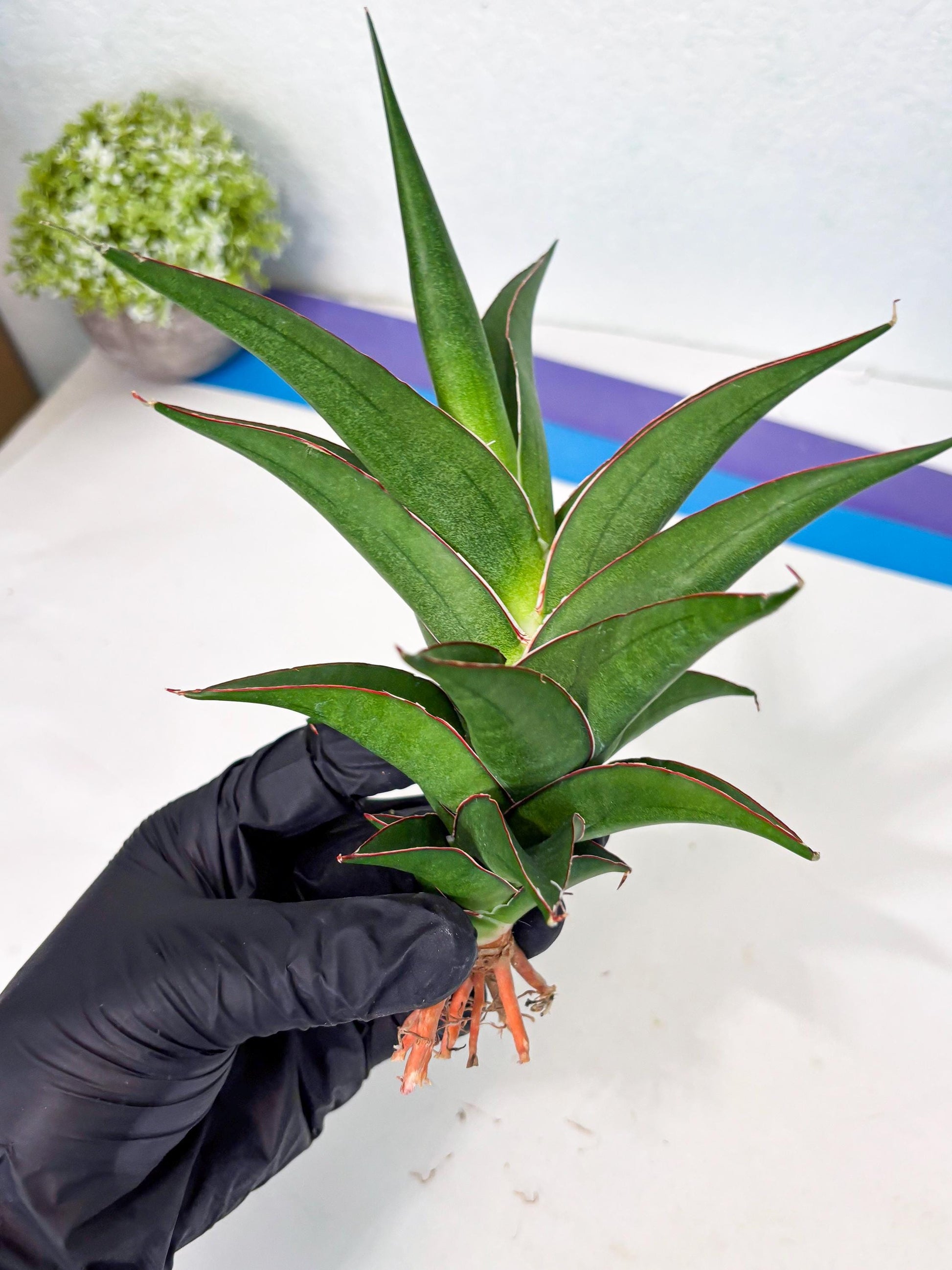 Sansevieria Agustus (ha7) (5) | Only For Advanced Collectors!