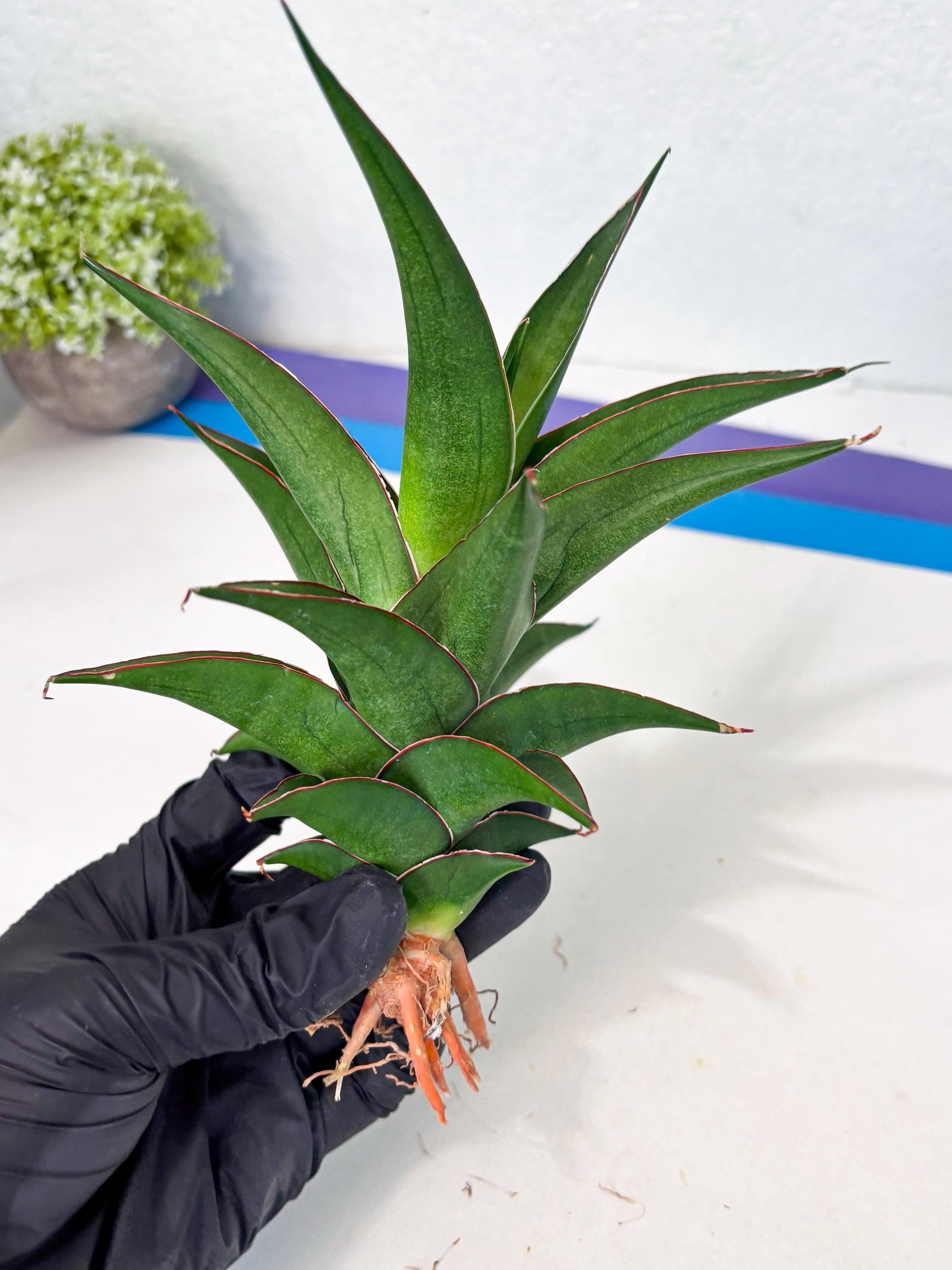 Sansevieria Agustus (ha7) (5) | Only For Advanced Collectors!