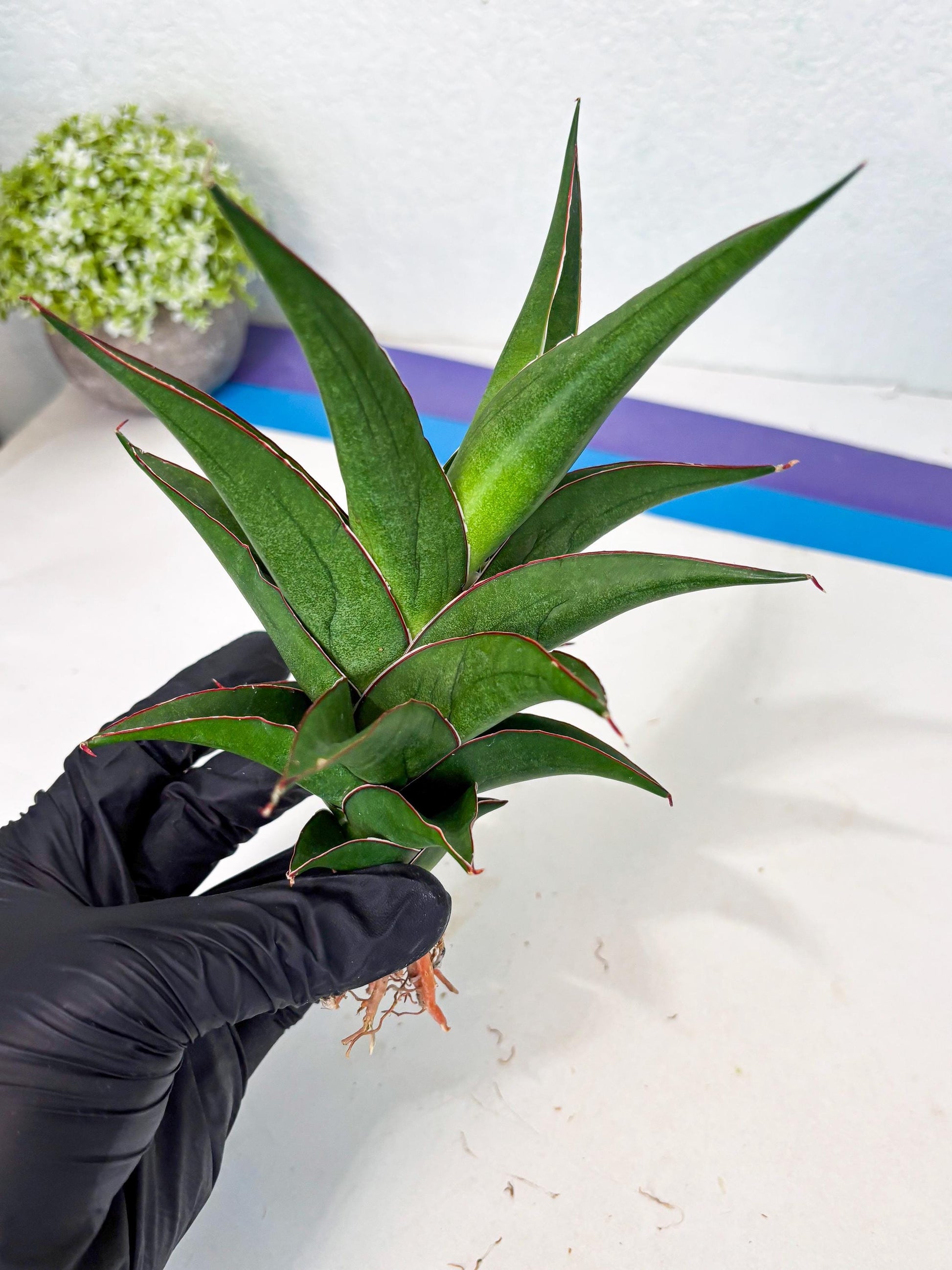 Sansevieria Agustus (ha7) (5) | Only For Advanced Collectors!