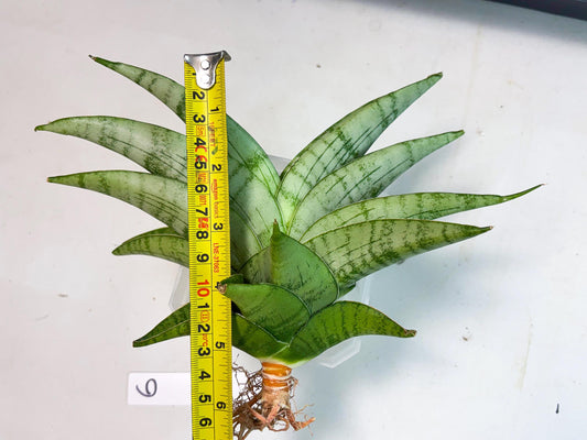 Sansevieria Sagahayang (ha7) (6) | Only For Advanced Collectors!