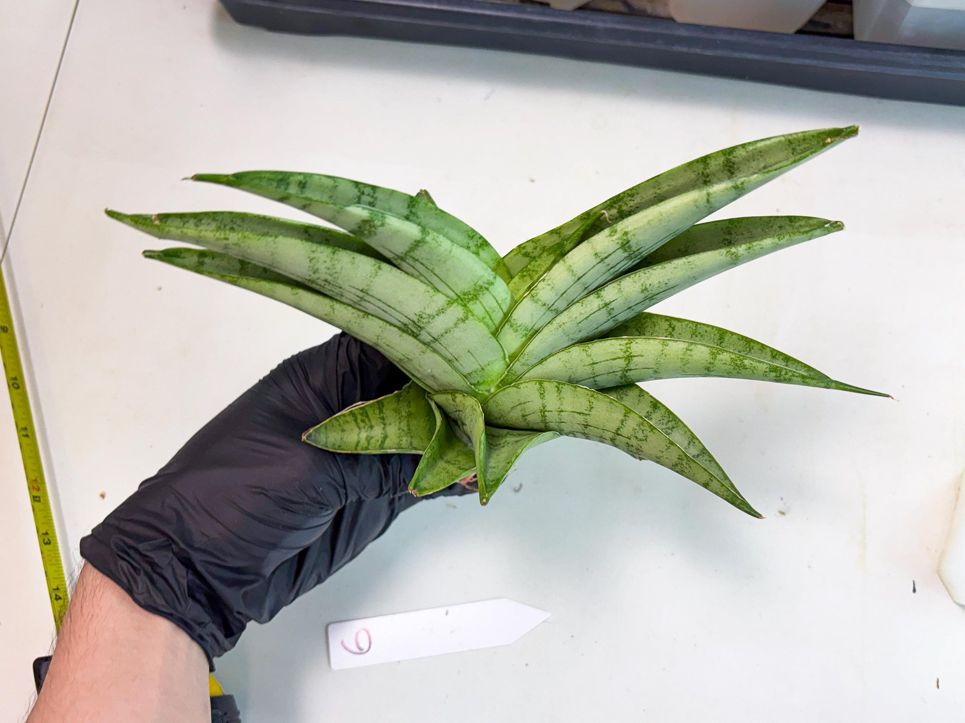 Sansevieria Sagahayang (ha7) (6) | Only For Advanced Collectors!