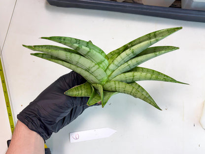 Sansevieria Sagahayang (ha7) (6) | Only For Advanced Collectors!