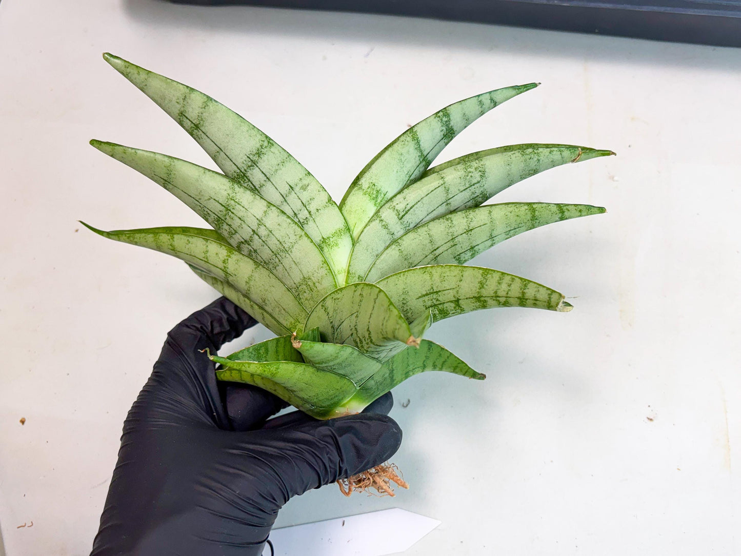 Sansevieria Sagahayang (ha7) (6) | Only For Advanced Collectors!