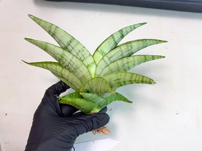 Sansevieria Sagahayang (ha7) (6) | Only For Advanced Collectors!
