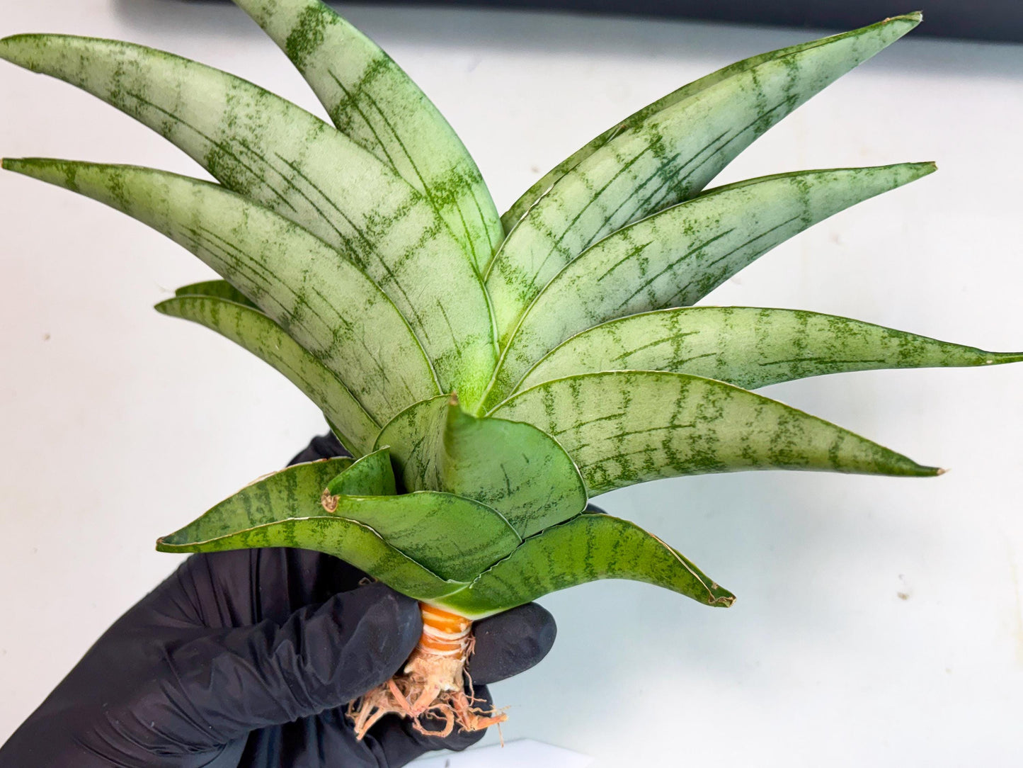 Sansevieria Sagahayang (ha7) (6) | Only For Advanced Collectors!