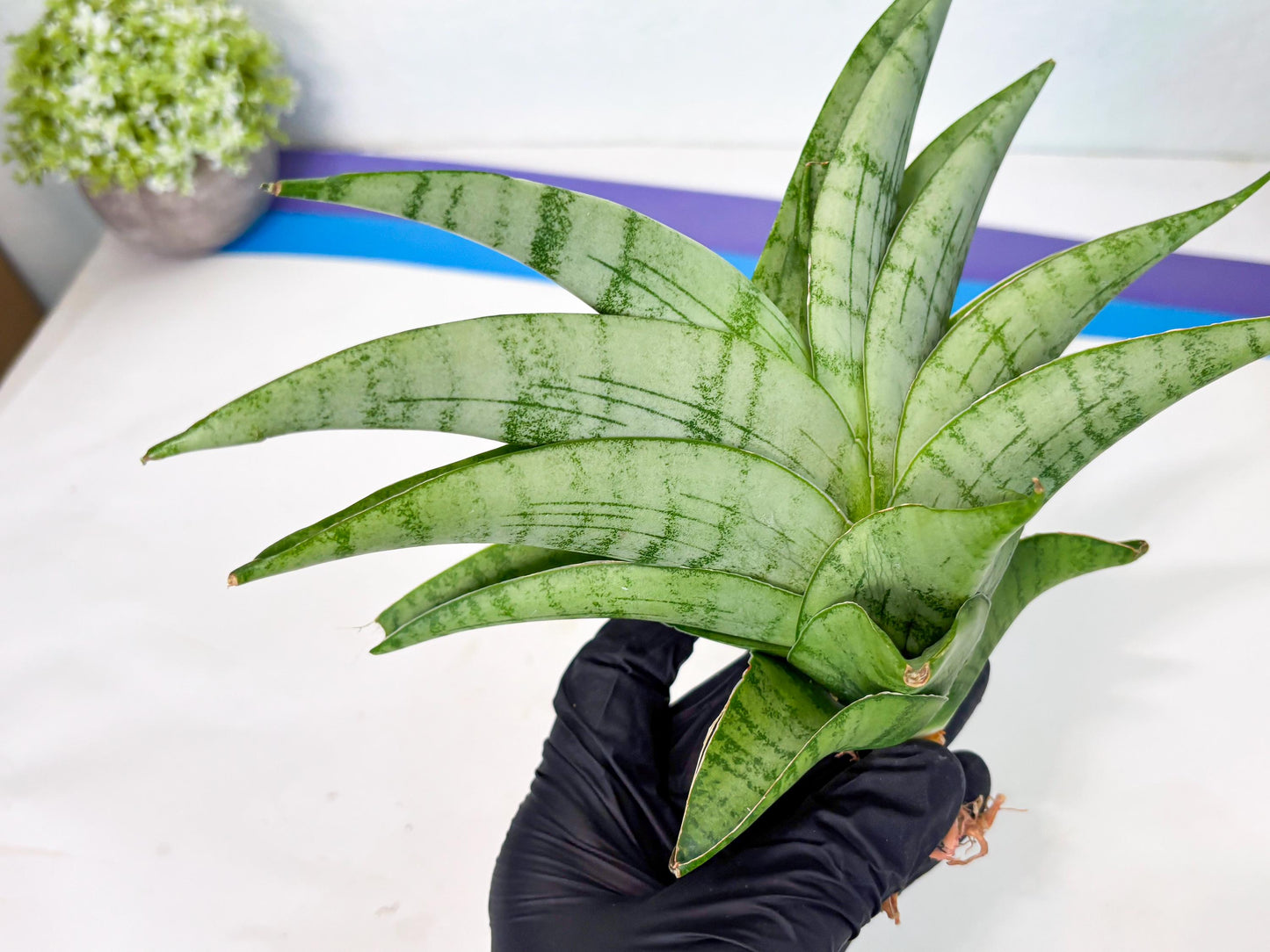 Sansevieria Sagahayang (ha7) (6) | Only For Advanced Collectors!