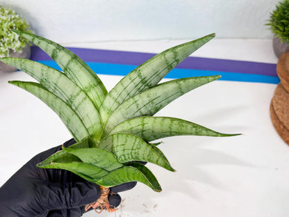 Sansevieria Sagahayang (ha7) (6) | Only For Advanced Collectors!