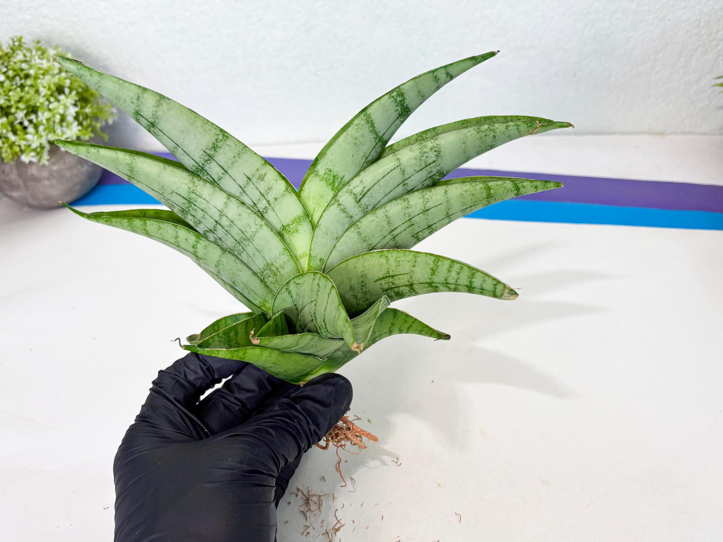 Sansevieria Sagahayang (ha7) (6) | Only For Advanced Collectors!