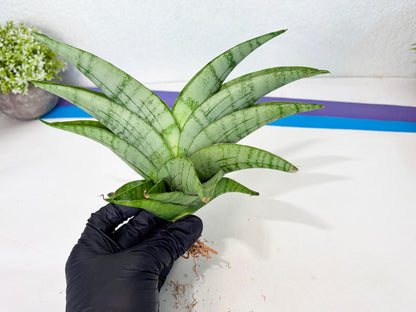 Sansevieria Sagahayang (ha7) (6) | Only For Advanced Collectors!