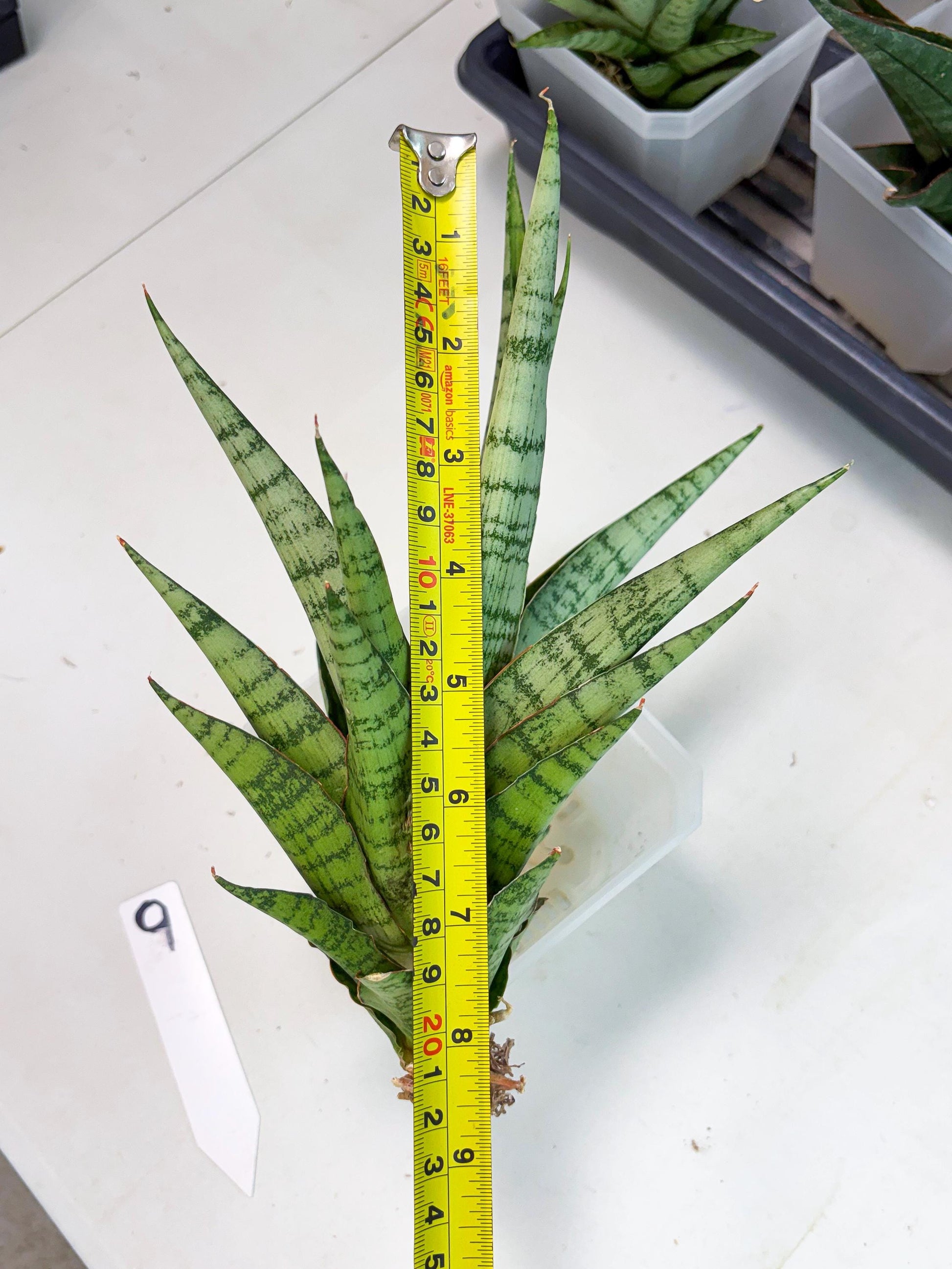 Sansevieria Galaxy (Ha9) (9) | Imported Hybrids