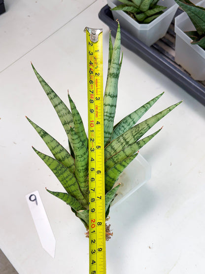 Sansevieria Galaxy (Ha9) (9) | Imported Hybrids