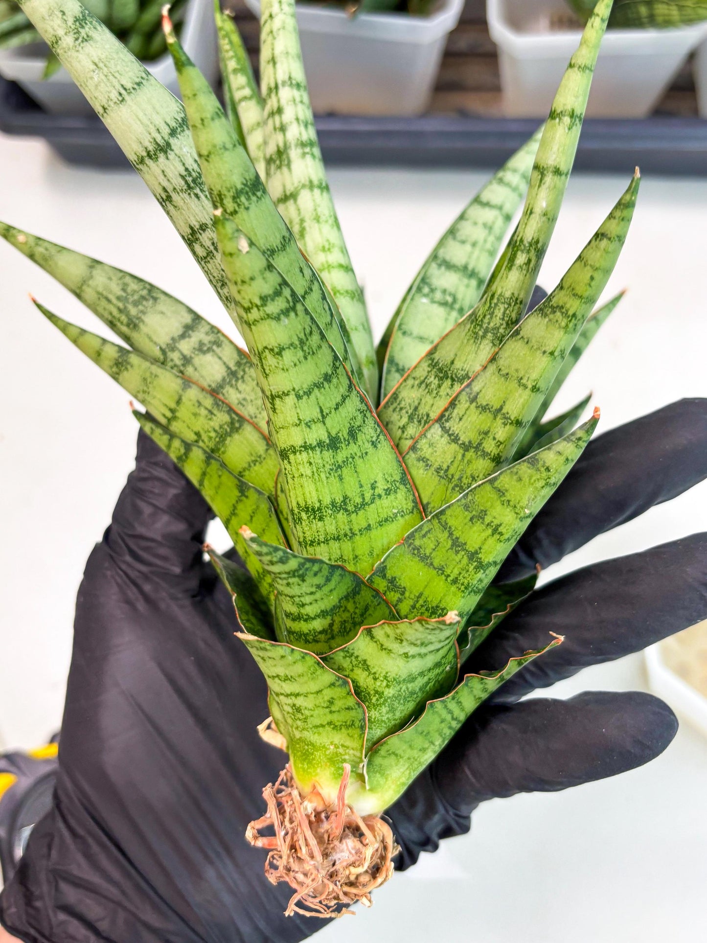 Sansevieria Galaxy (Ha9) (9) | Imported Hybrids