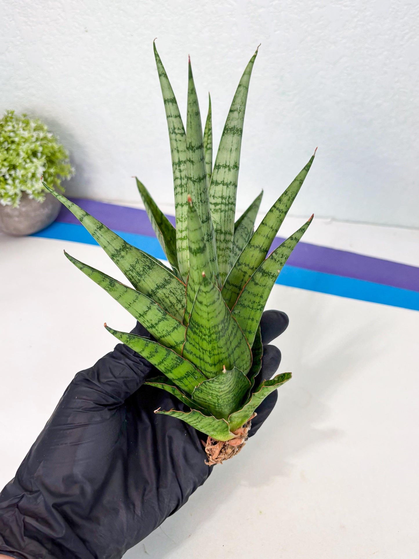 Sansevieria Galaxy (Ha9) (9) | Imported Hybrids