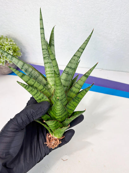 Sansevieria Galaxy (Ha9) (9) | Imported Hybrids