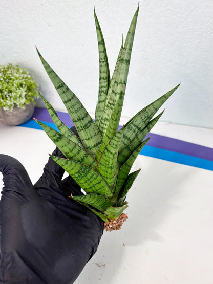 Sansevieria Galaxy (Ha9) (9) | Imported Hybrids