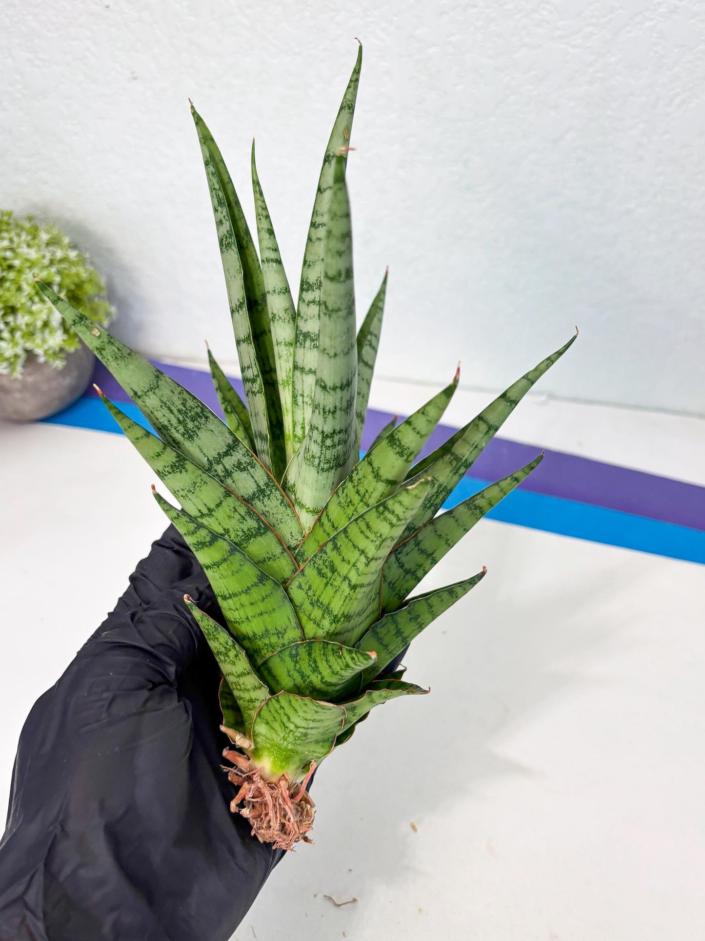 Sansevieria Galaxy (Ha9) (9) | Imported Hybrids