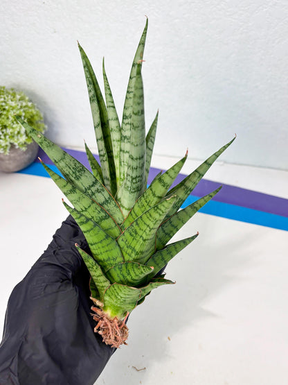 Sansevieria Galaxy (Ha9) (9) | Imported Hybrids