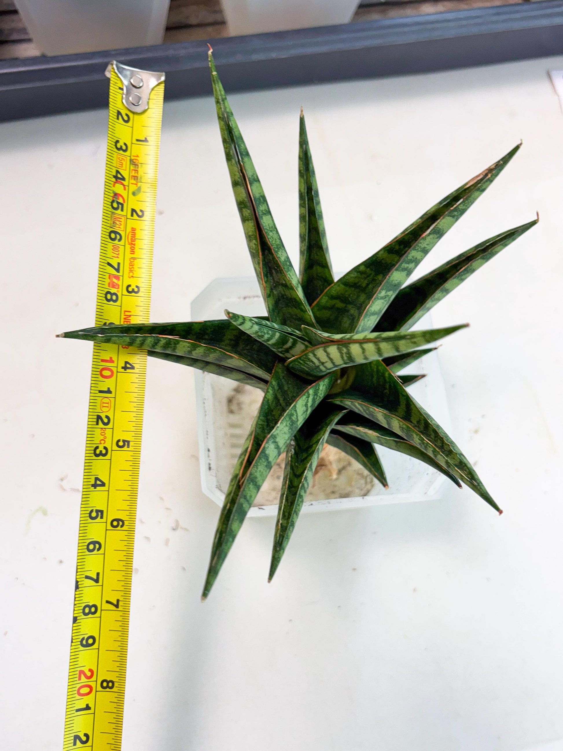 Sansevieria Cordova x dwonsi x ariella (Ha7) (10) | Imported Hybrids