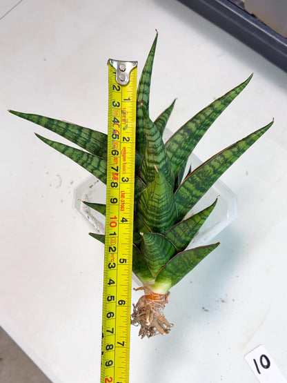 Sansevieria Cordova x dwonsi x ariella (Ha7) (10) | Imported Hybrids